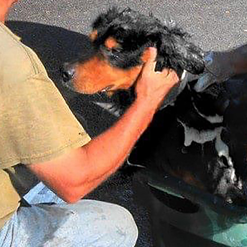 IESR Walker's Rustie - Black and Tan English Shepherd