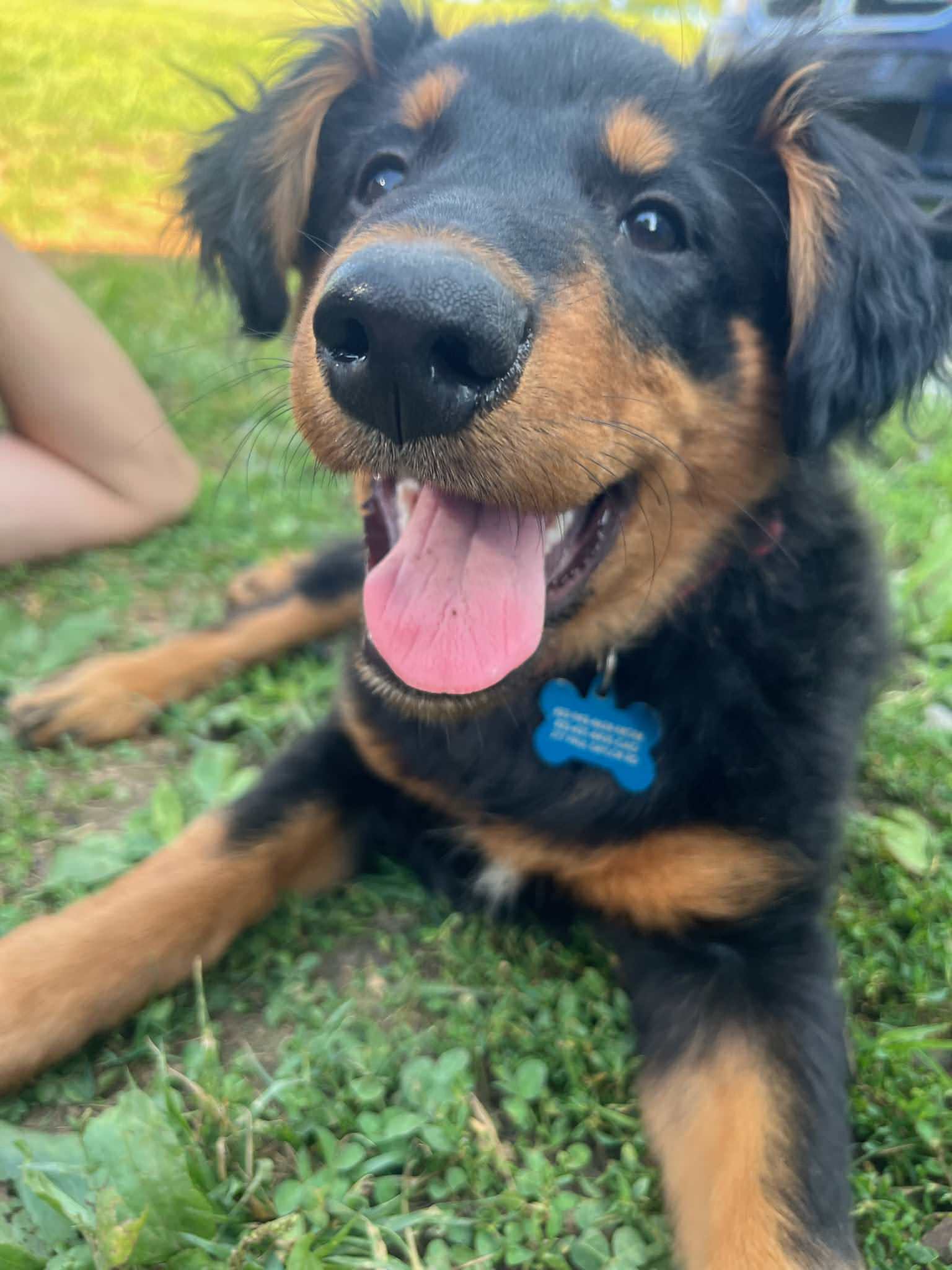 Chance - Black and Tan English Shepherd