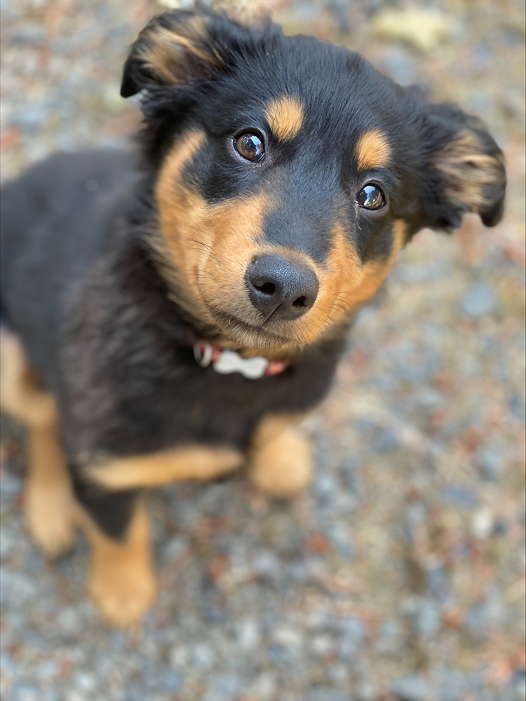 Captain - Black and Tan English Shepherd
